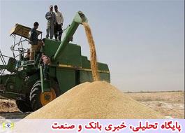 خرید گندم به 4 میلیون تن رسید، افزایش 2 برابری تولید کلزا